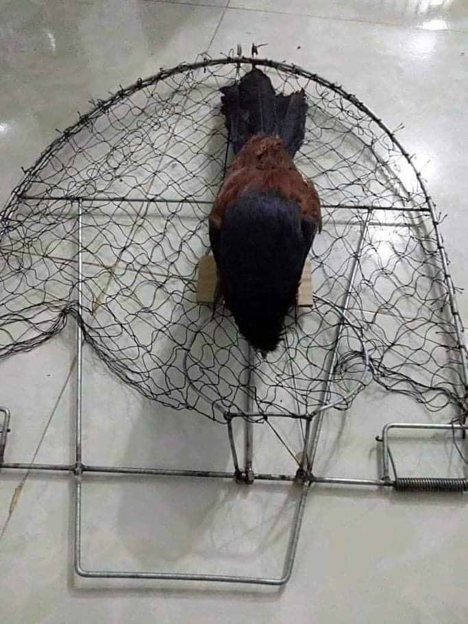 com bo 1 mẹt bẫy tròn ,1 con bịp giả nhồi keo siêu bền