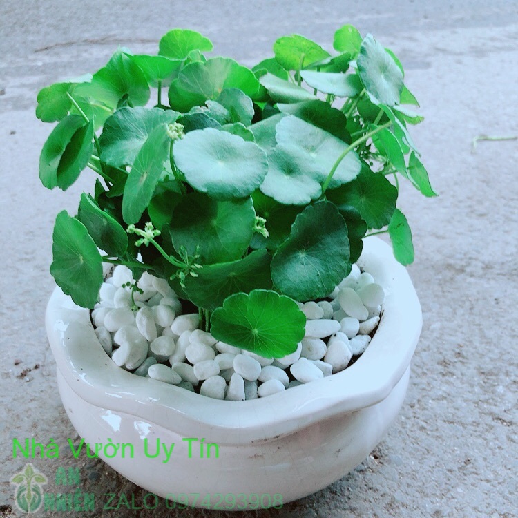 Chậu cỏ đồng tiền