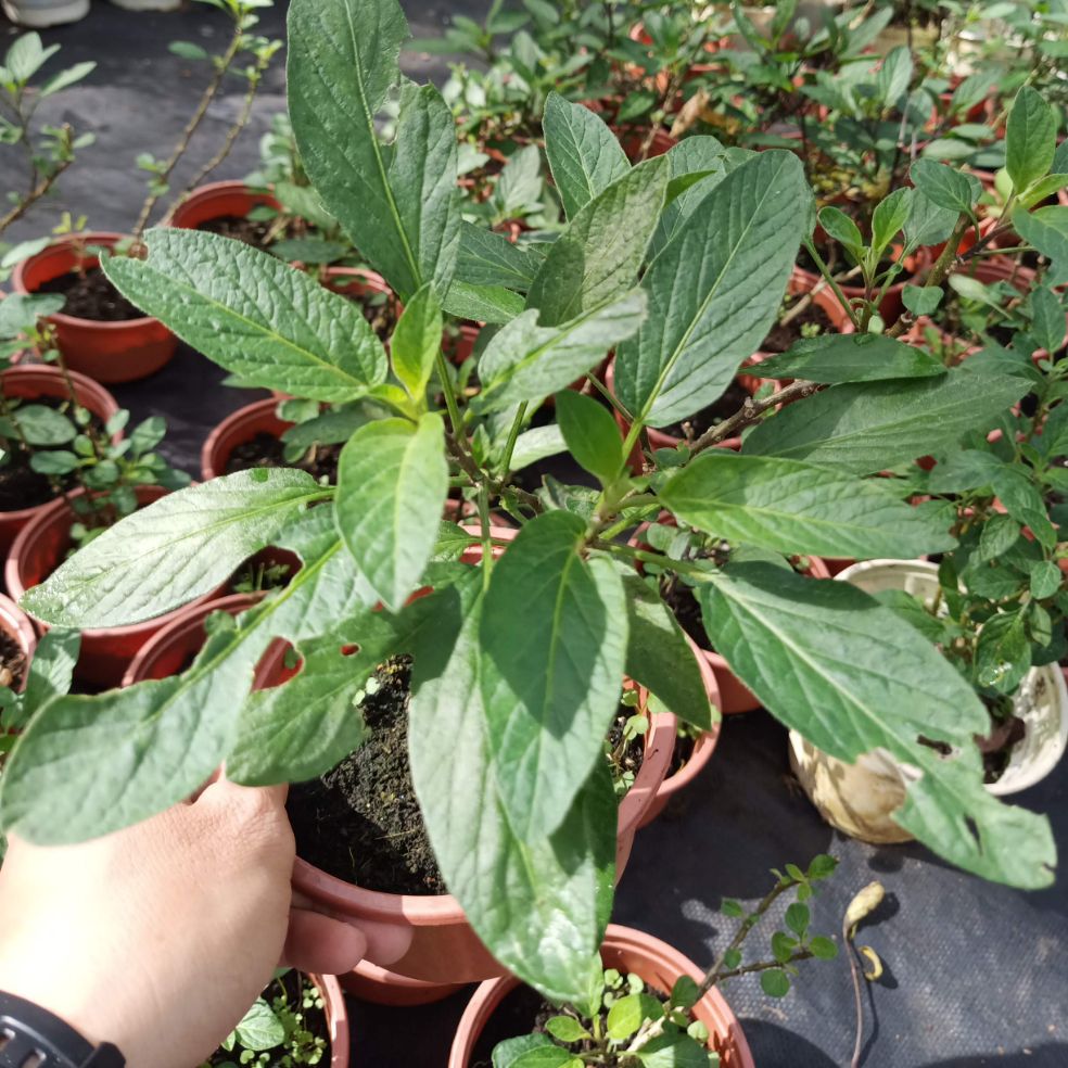 Cây dưa Pepino - dưa hấu Nam Mỹ