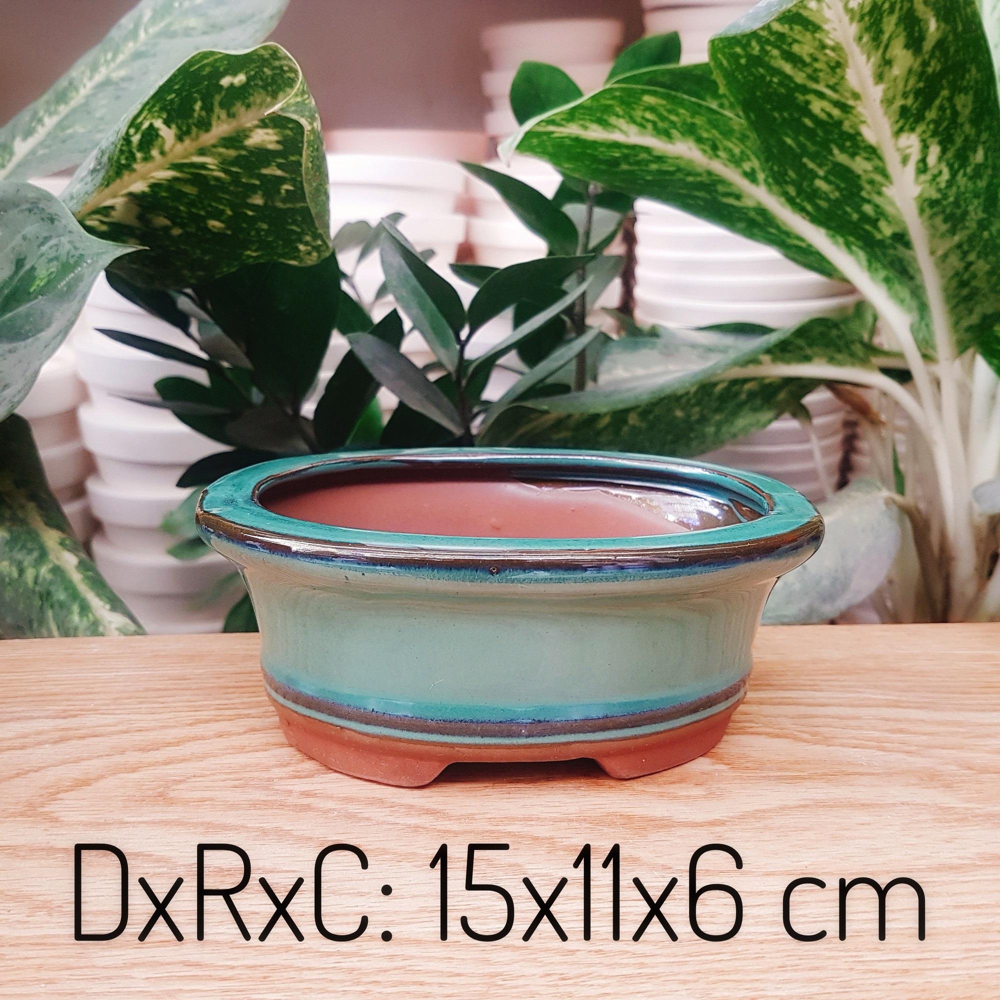 [HCM]Chậu Cây Hình Bầu Dục Trồng Cây Cảnh Để Bàn Cây Nội Thất Cây Bonsai hoa kiểng