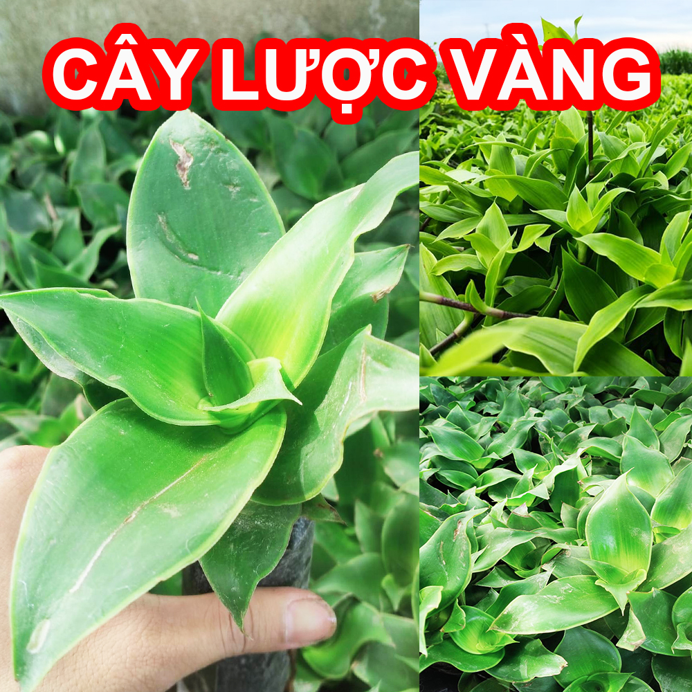 Cây Lược Vàng