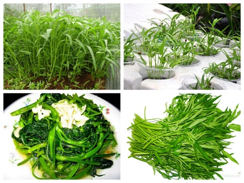 Hạt giống rau muống lá tre, rau muống lá nhỏ 100gr