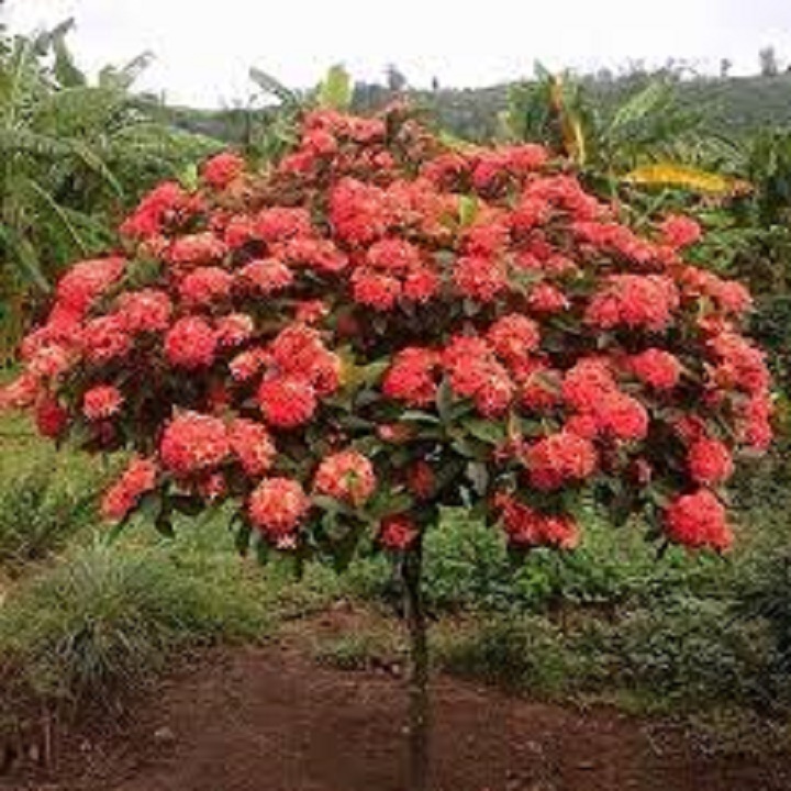 Cây giống hoa mẫu đơn ta, được chọn màu hoa, cây gửi đi nguyên bầu, cam kết chất lượng cây.