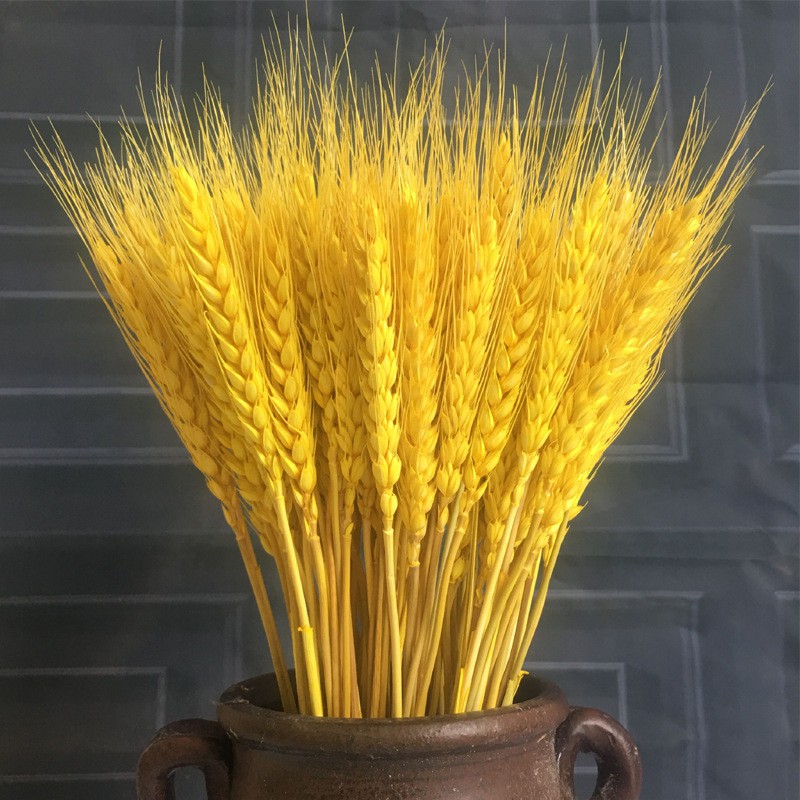 Bó hoa lúa mạch khô 100 bông màu vàng , bông hoa lúa mạch trang trí decor