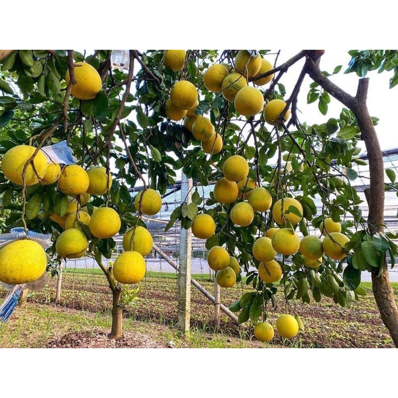 Bưởi diễn ngon, ngọt, lâu năm. - > 0021