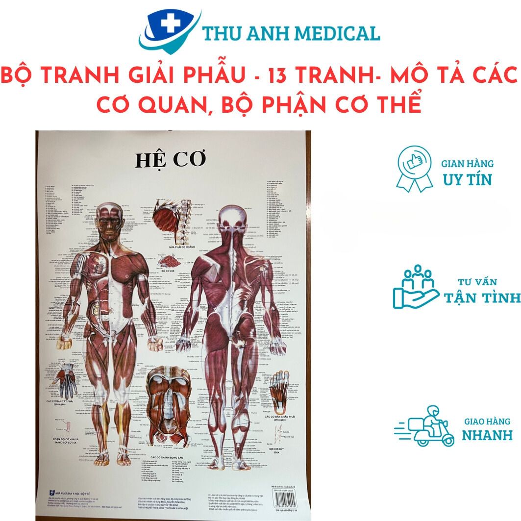 Bộ 13 tranh giải phẫu các hệ cơ quan trong cơ thể con người - hình ảnh sinh động- sắc nét- kích thước 50cmx70cm / tờ