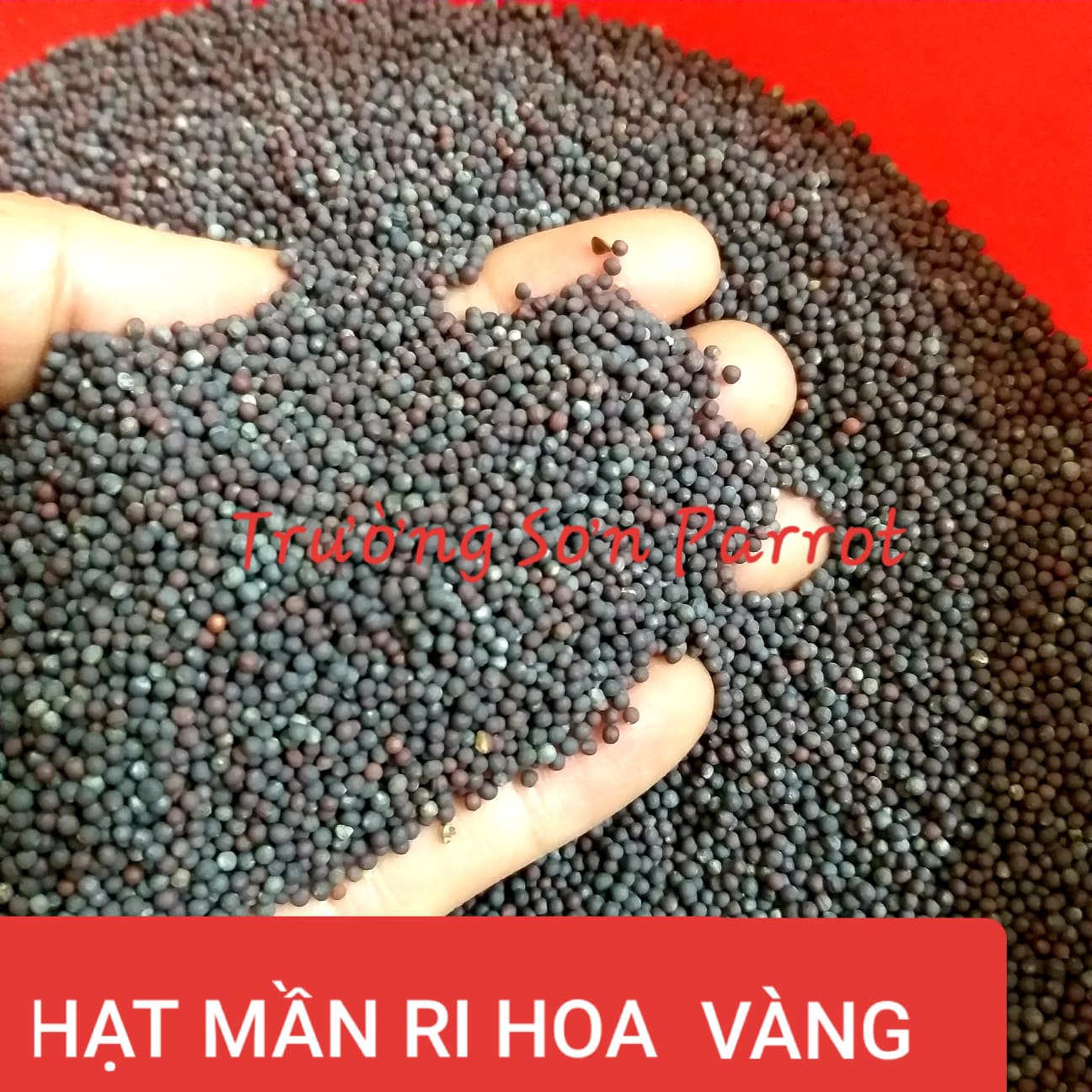 0,5kg/1kg Hạt mần ri kích lửa cho cu gáy, bóng long...