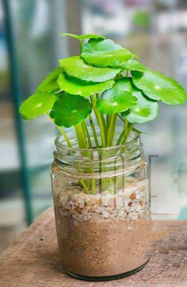 Hạt giống cỏ đồng tiền , mang đến may mắn tài lộc cho người trồng