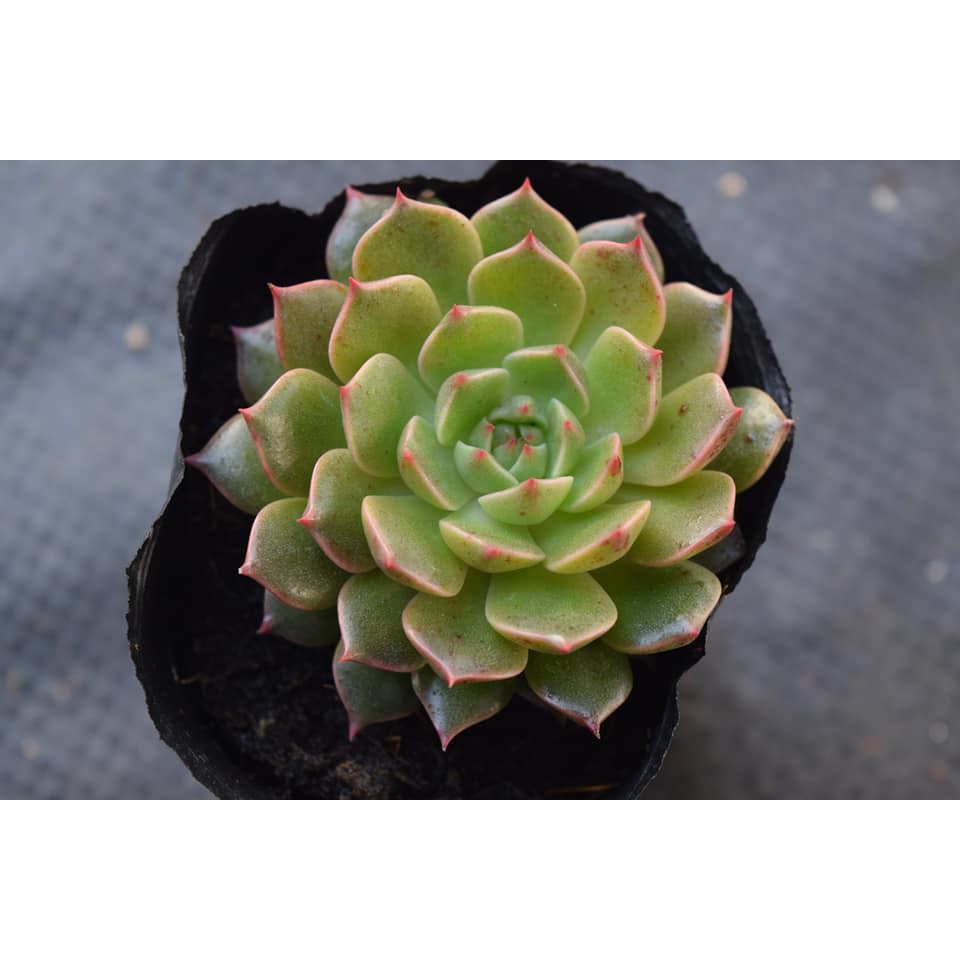 Sen đá ruby xanh, chất lượng đảm bảo an toàn đến sức khỏe người sử dụng, cam kết hàng đúng mô tả