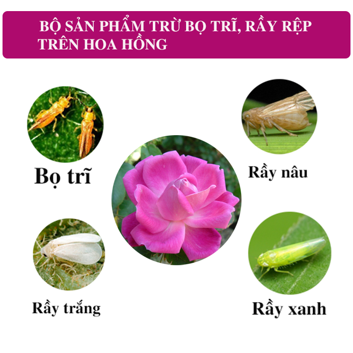 Bộ sản phẩm thuốc trị bọ trĩ rầy rệp trên Hoa Hồng Fortaras 247 + Marshal 20ml