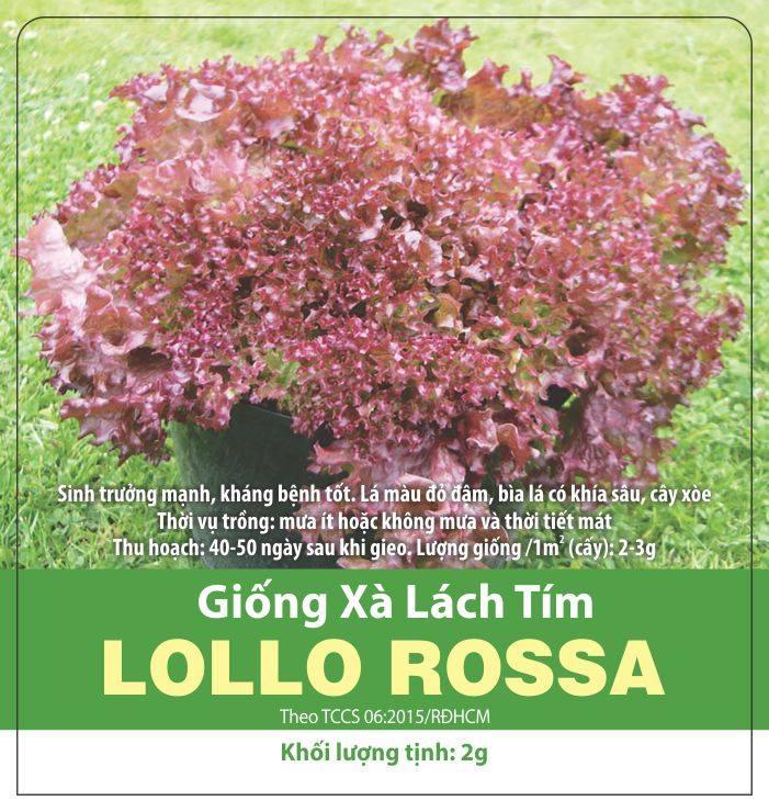Hạt Giống Rau Xà Lách Tím Lollo Rossa (2gr)