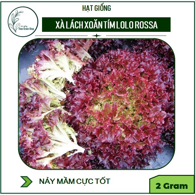Hạt Giống Xà Lách Tím Lollo Rossa