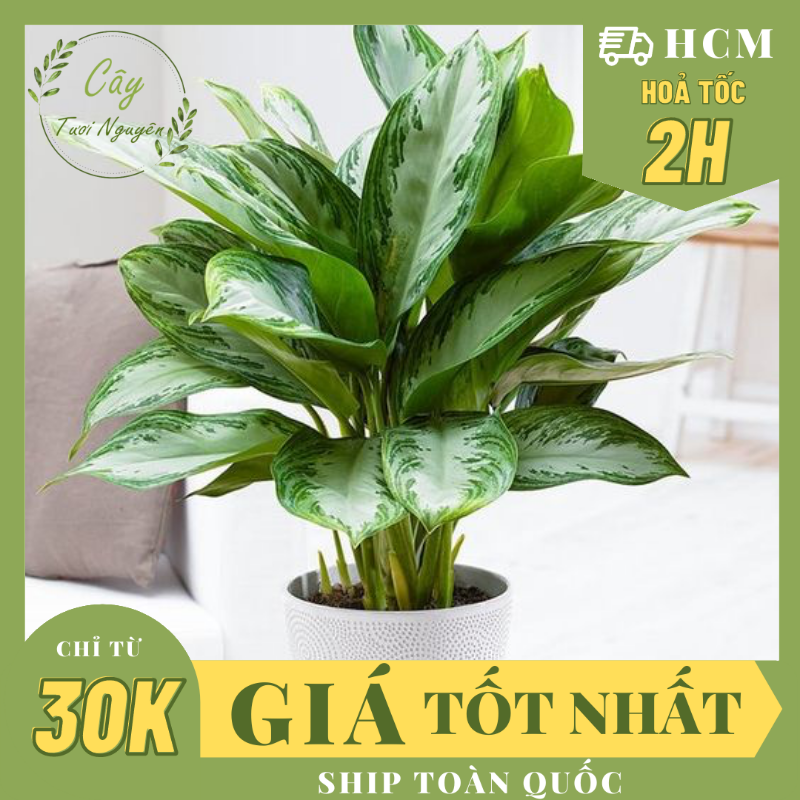Cây thanh lam ,, cây phong thủy hút tài lộc để bàn mini giá rẻ, lọc không khí, cây tươi nguyên ctn0450