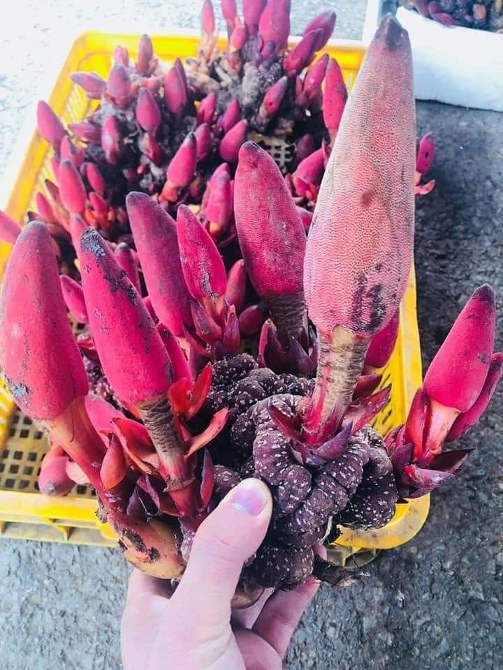1 kg Nấm Ngọc Cẩu tươi