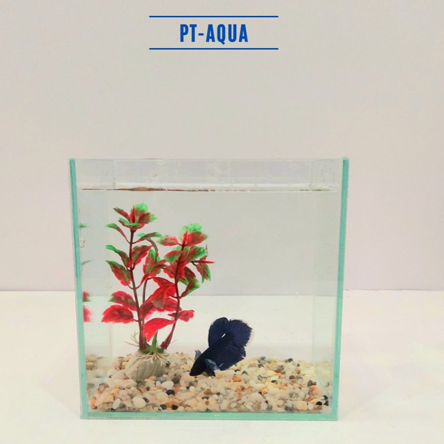 Bể cá mini betta nhỏ xinh để bàn