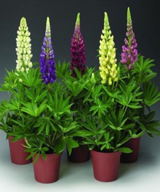 Hạt giống hoa Đậu lupin