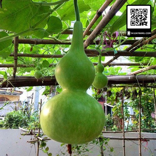 Hạt giống bầu hồ lô cao sản - gói 10 hạt