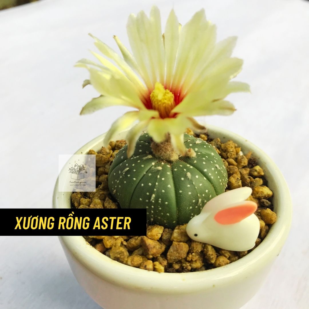 Xương rồng,cây cảnh, cây giống - Xương rồng Aster, có hoa - Decor, trang trí văn phòng - Combo chậu và cây, tạo tiểu cảnh theo như ý - Tiệm Thường Xuân