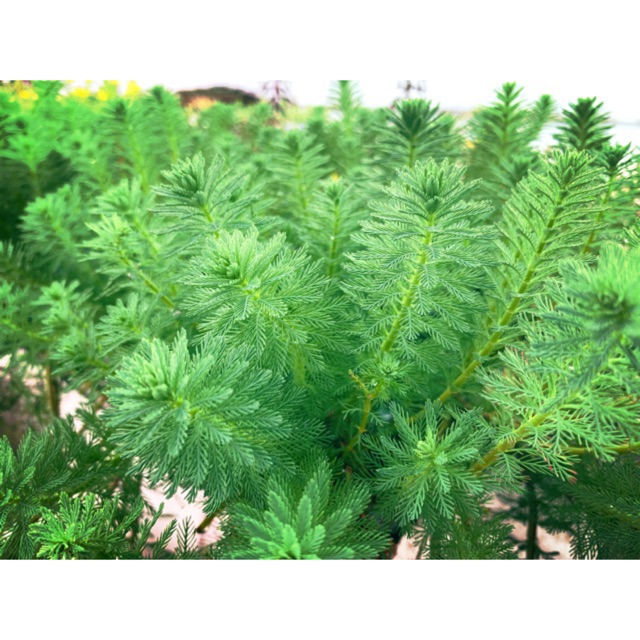 Cây thuỷ sinh xương cá - 20k/ 10 ngọn