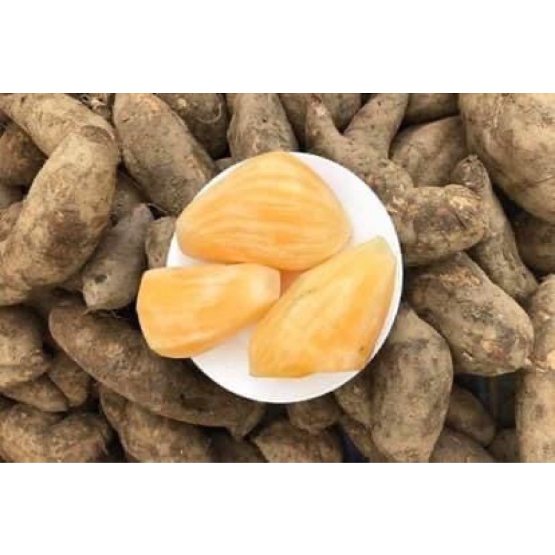 Sâm đất tả lủng - đồng văn, ngọt mát, 1kg