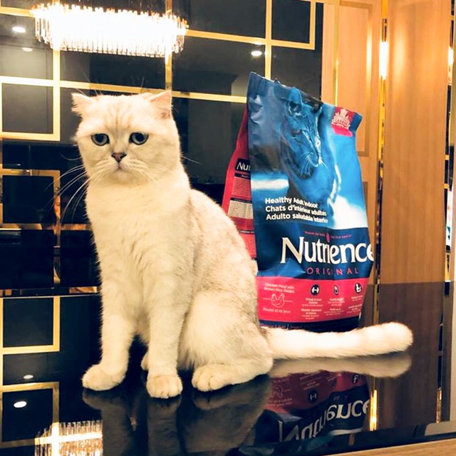 Thức Ăn Cho Mèo Không Lông Sphynx - Nutrience OriginalBao 5kg - Thịt Gà Dầu