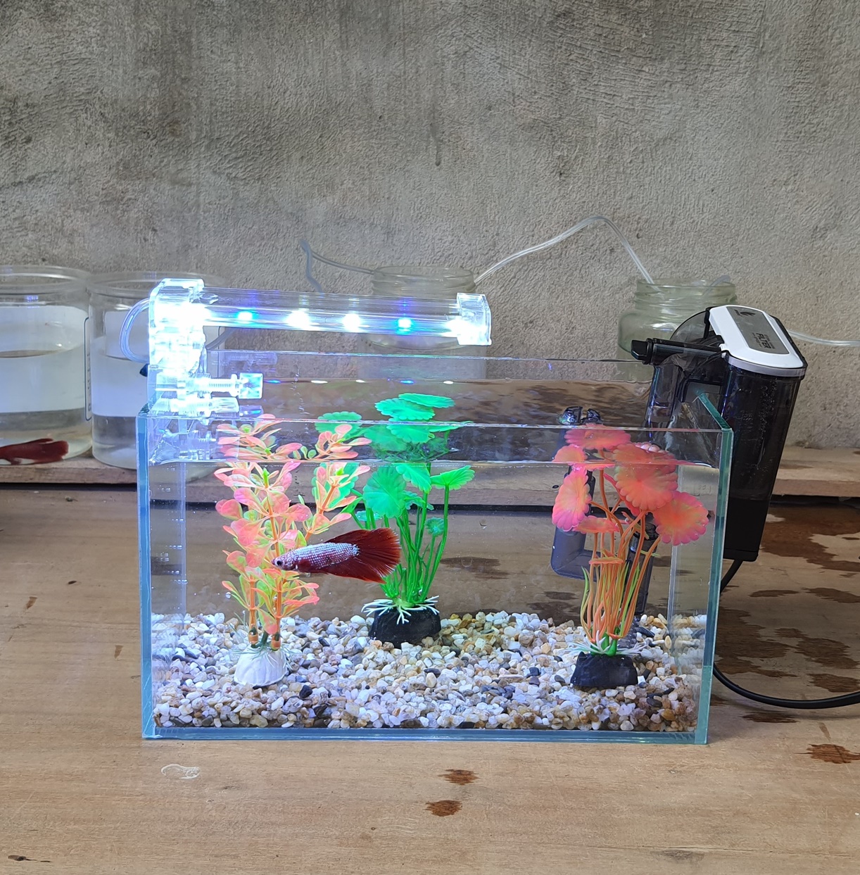 tetra floating starter kit setup