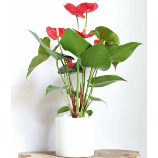 Cây Hông Môn hoa màu hồng hoặc đỏ để bàn