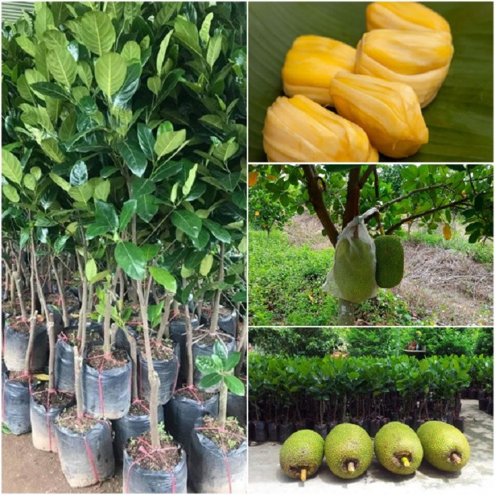 Mít thái siêu sơm Changai, cây giống gửi đi nguyên bầu