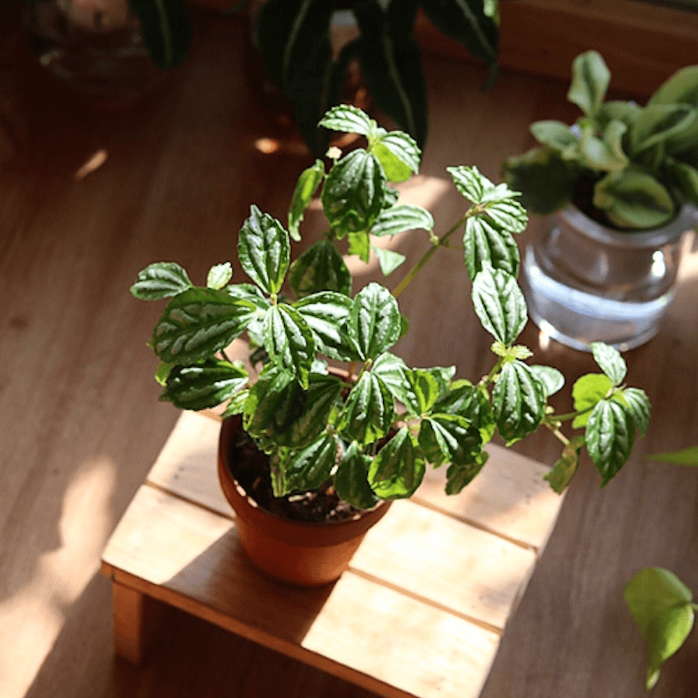 Cây Pilea cadierei Aluminum