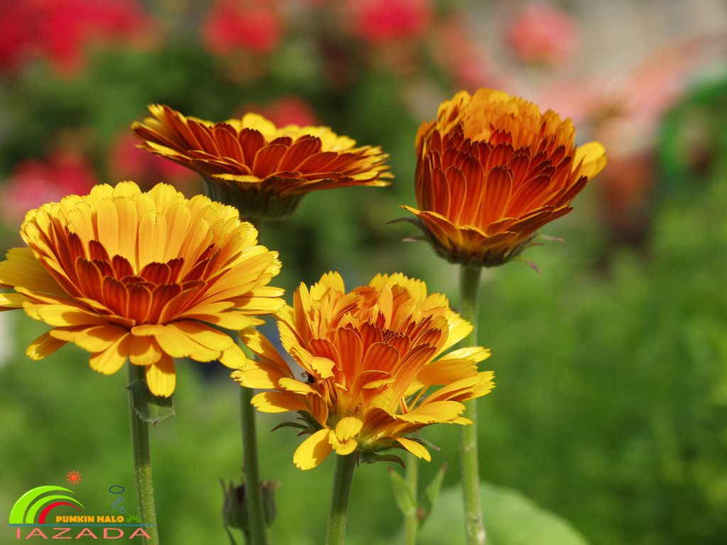 [HCM]hạt giống hoa cúc hoàng tử -cúc susi vàng cam Hà Lan-gói 20 hạt tỉ lệ nảy mầm85%