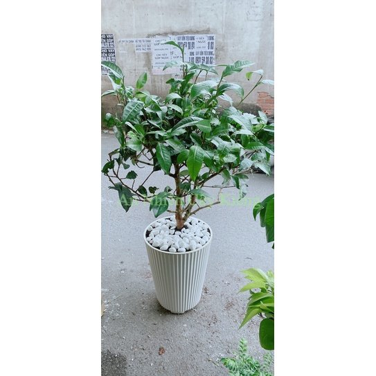 Chậu cây trà xanh lớn