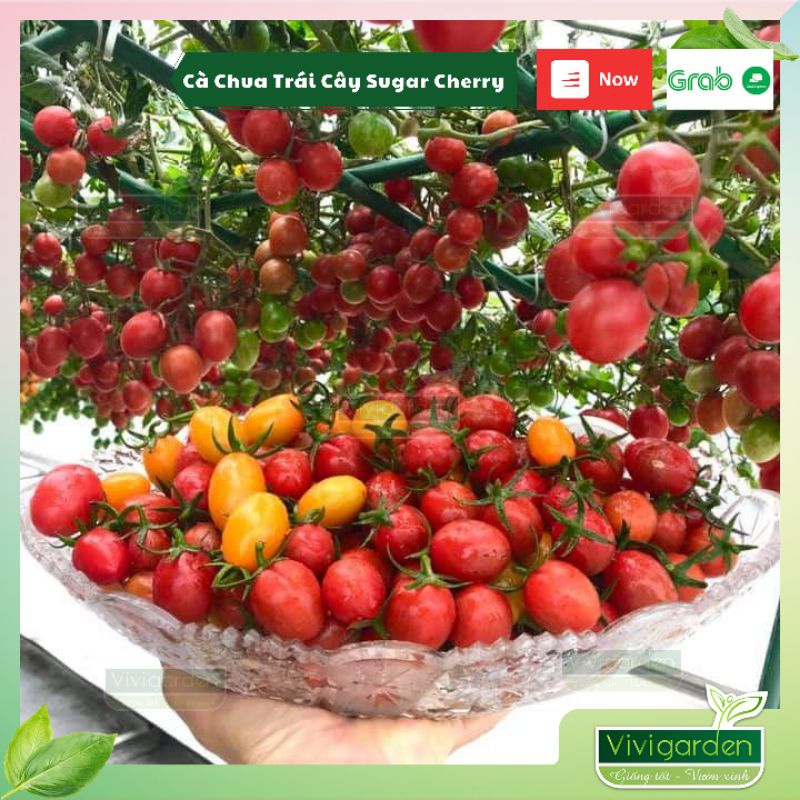 Lẻ hạt giống cà chua trái cây ngọt sugar cherry nhập mỹ chịu nhiệt rất tốt, rất sai quả và ngọt