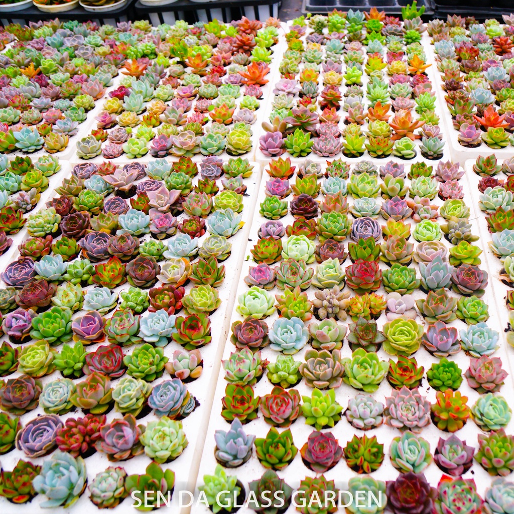 Sen đá vỉ mix 84 cây glass garden, sen đá mini đủ loại, sen đá mini đà lạt 2-3cm siêu khỏe, dễ trồng🌲 mix màu thập cẩm