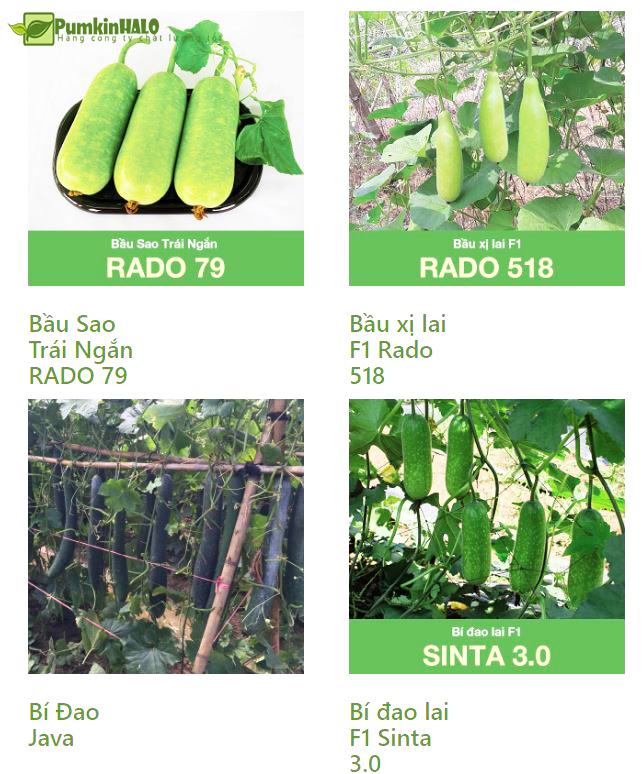 [HCM]combo 4 gói-hạt giống bầu bí hàng công ty chất lượng cao dễ trồng