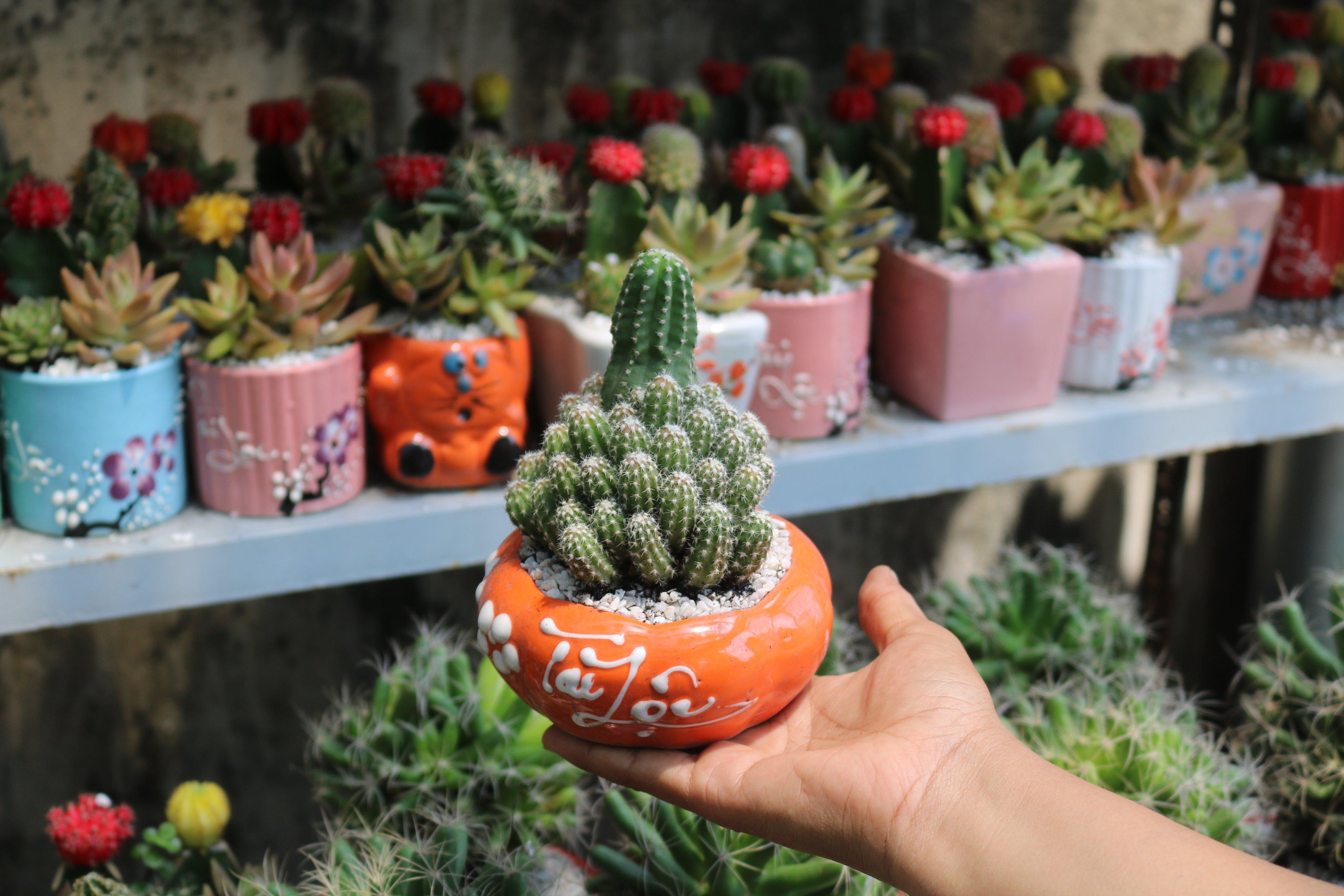 Chậu Sứ Xương Rồng Chùm