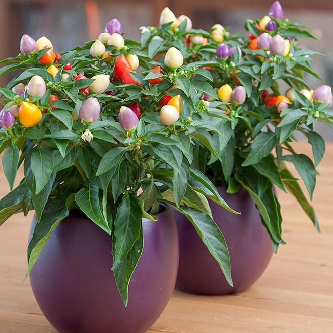 "Gói 20 Hạt " Hạt giống ớt đào tiên ( ớt bàn đào )