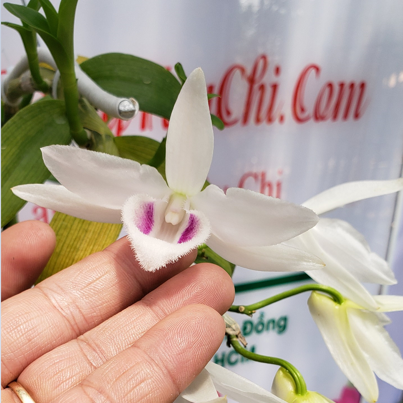 Lan Phi Điệp  🍀FREESHIP🍀 Mặt hoa đáng chơi nhất 2021