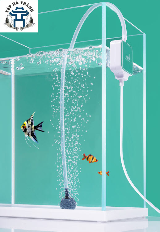 Máy sủi mini siêu êm nepall cho bể cá cảnh, bể thủy sinh