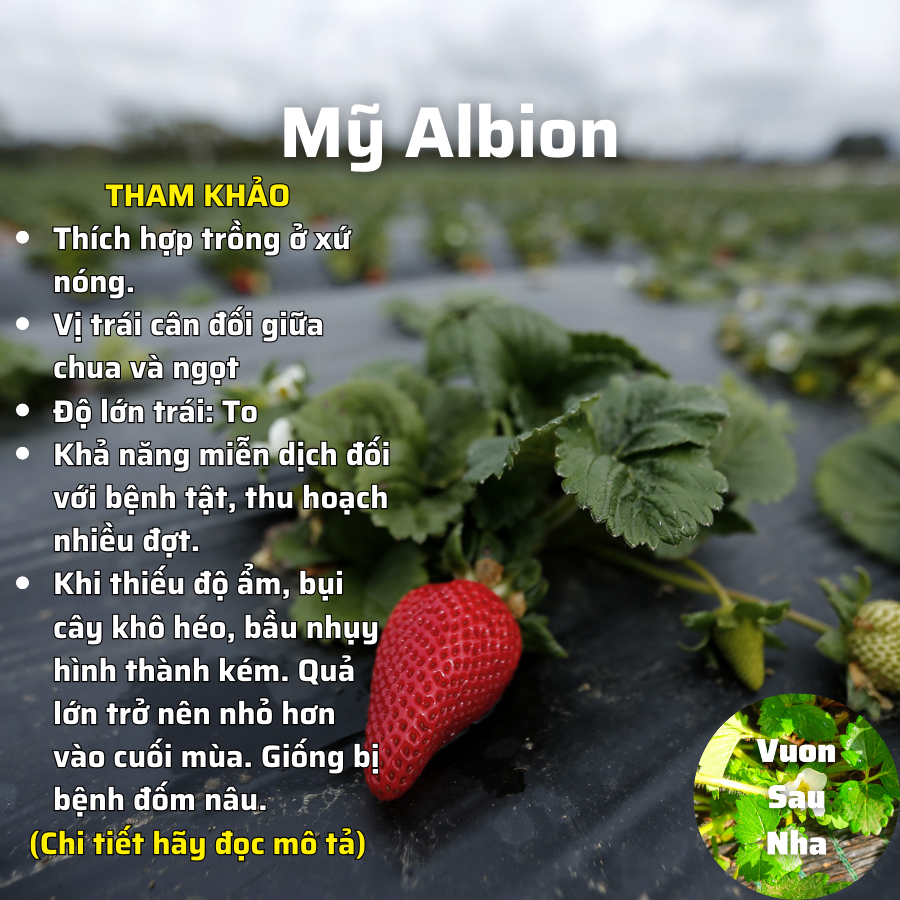 Cây dâu tây mỹ albion cấy mô chịu nhiệt