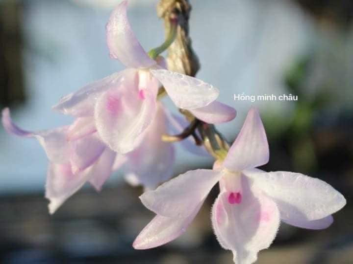 Phi điệp hồng minh châu hàng giống năm 2 thuần tại vườn