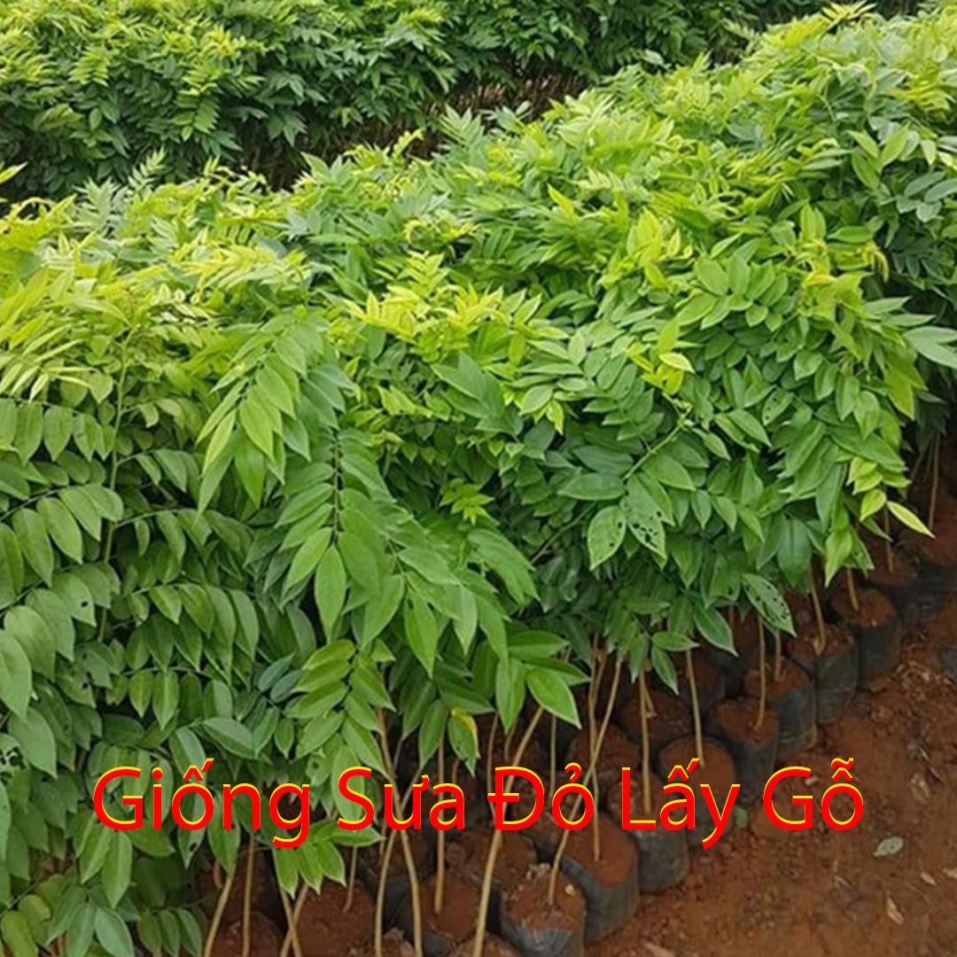 Giống cây sưa đỏ lấy gỗ - cây cao 40-50cm, mua 5 cây tặng 1 cây