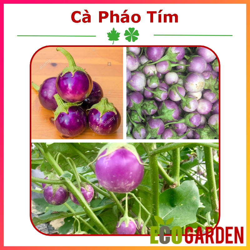 Hạt Giống Cà Pháo Tím (ECO.273)