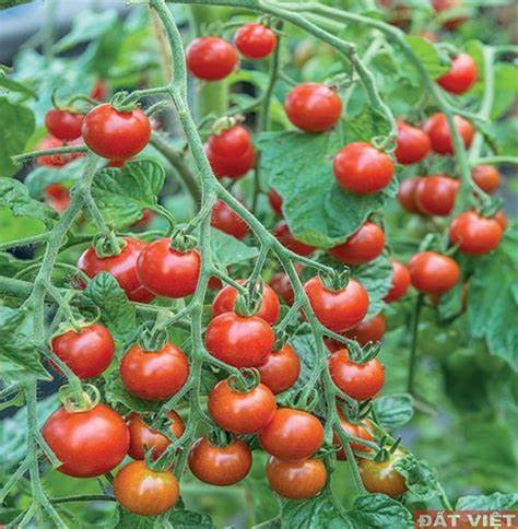 Hạt giống cà chua đỏ quả to F1 dễ trồng,năng suất cao