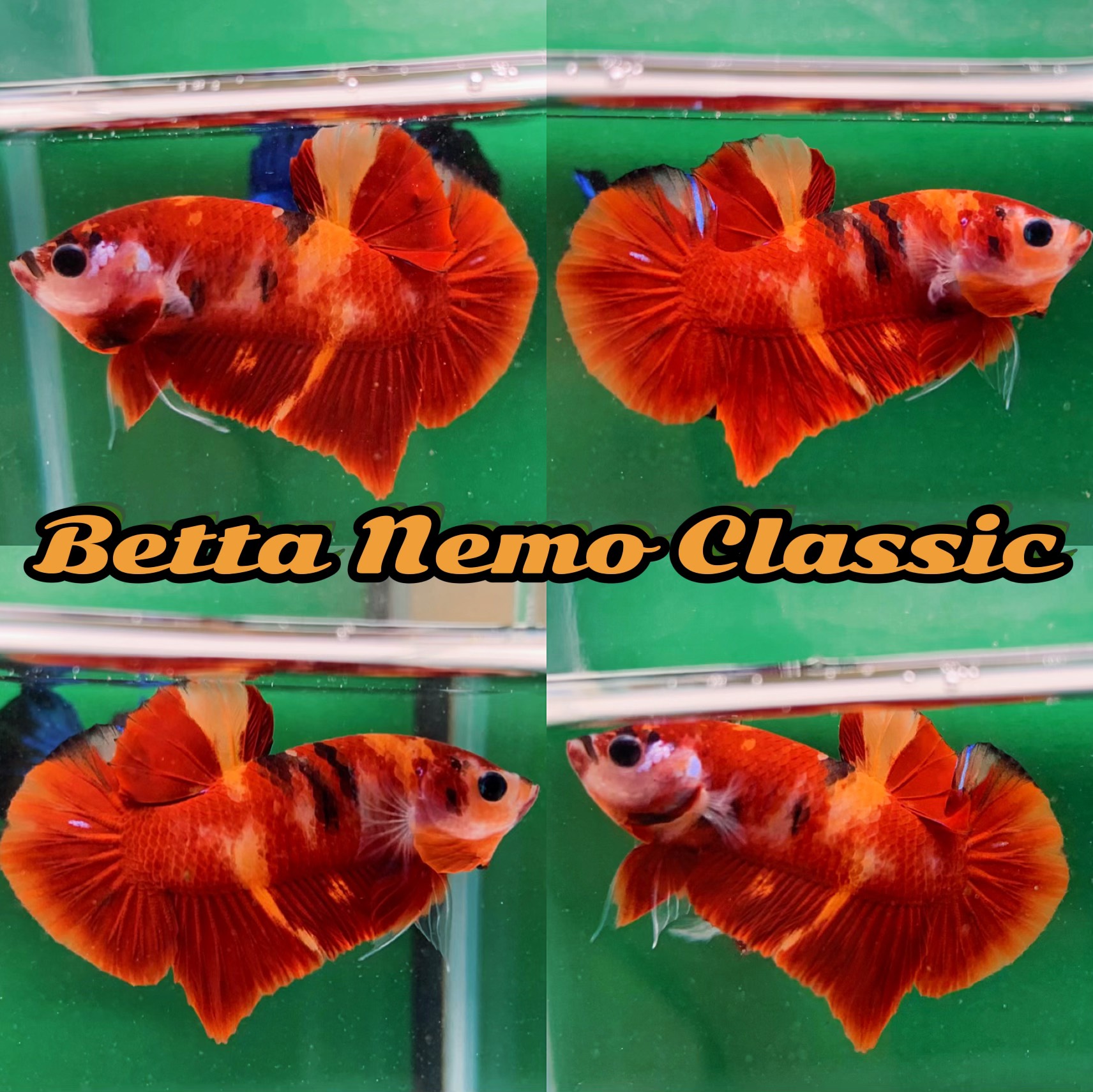 Cá Betta Nemo Classic Trống