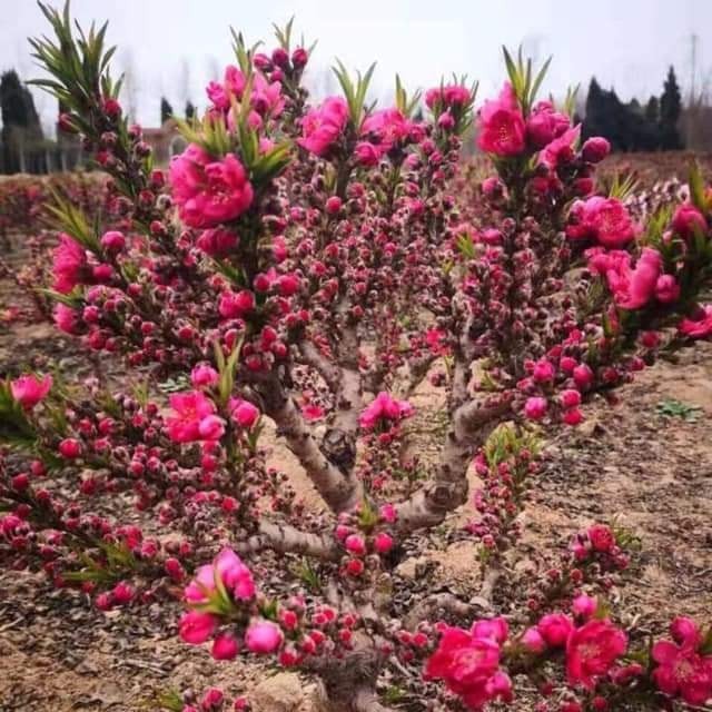 oIEAIQqSqHMIWlV3dC4n_simg_d0daf0_800x1200_max.jpg