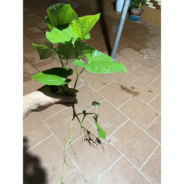 Cây lá lốt 2 cây