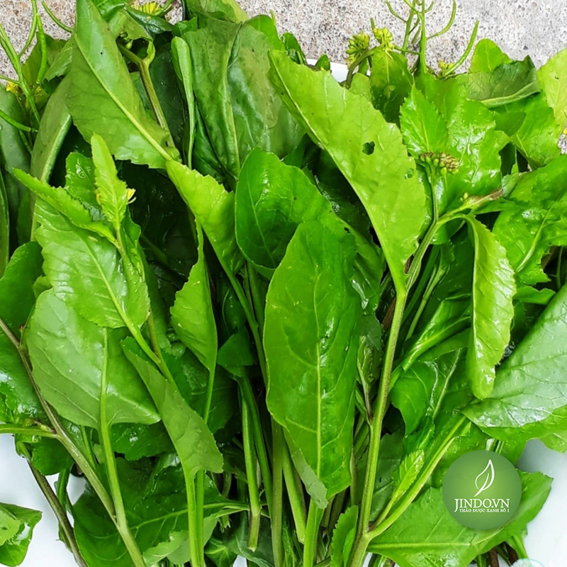 Cây cải trời - lv175