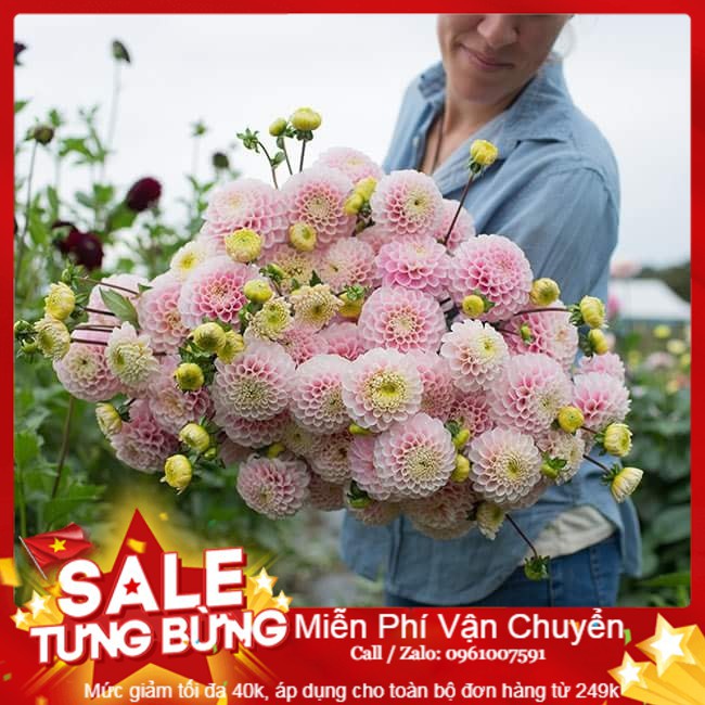 Hạt Giống Hoa Thược Dược Tổ Ong - 15 Hạt [ Tặng bộ dụng cụ làm vườn Mini 3 món ]