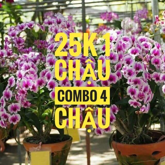 4 cây lan yaya mini