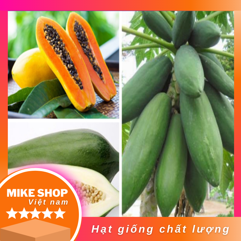 Hạt giống đu đủ puket thái lan